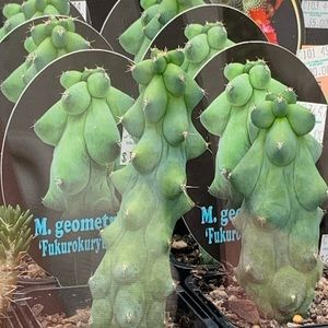 Meet your Posher, Phoebe